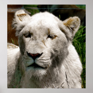 POSTER LIONS BLANCS