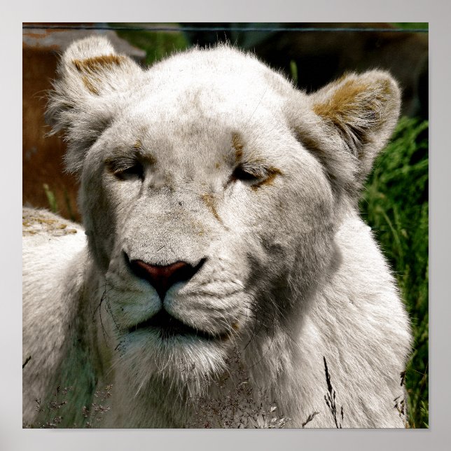 POSTER LIONS BLANCS (Devant)