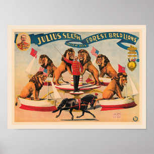 Poster Lions de cirque, illustration vintage,