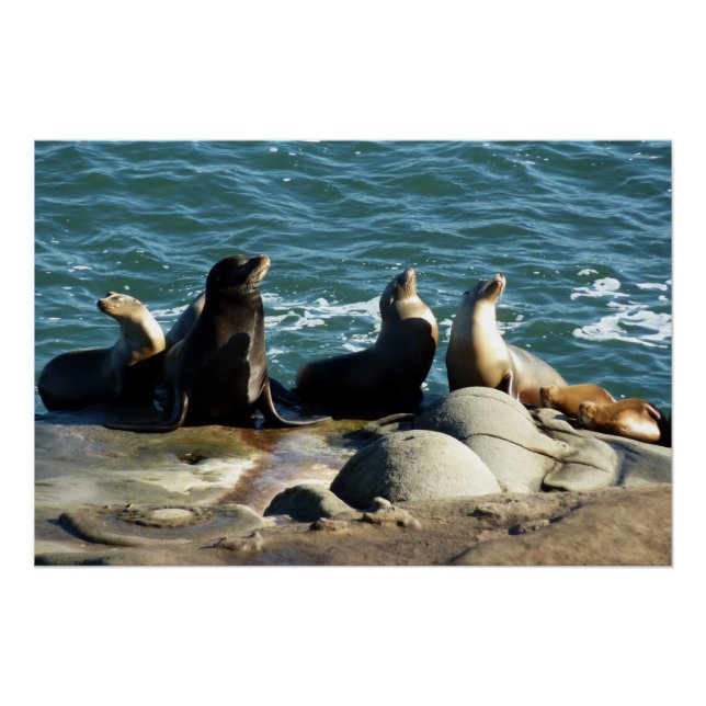 Poster Lions de la mer de San Diego (Devant)