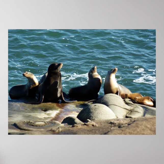 Poster Lions de la mer de San Diego (Devant)