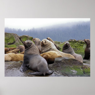 Poster Lions de mer Steller - Imprimantes d'art
