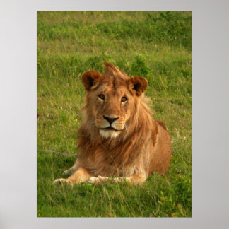 Poster Lions Eyes
