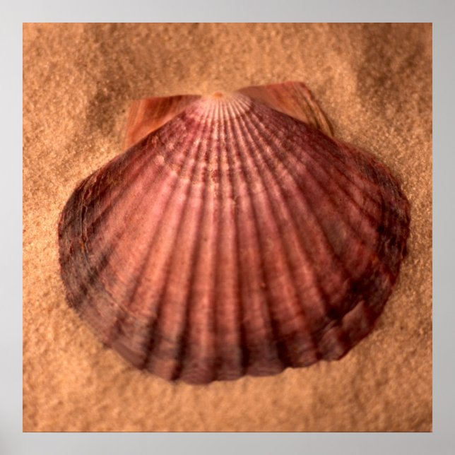 Poster Lions Paw (Devant)