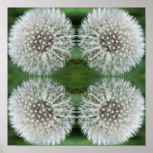 Poster Liquide blanc Dandelion gros vers le haut Abstrait