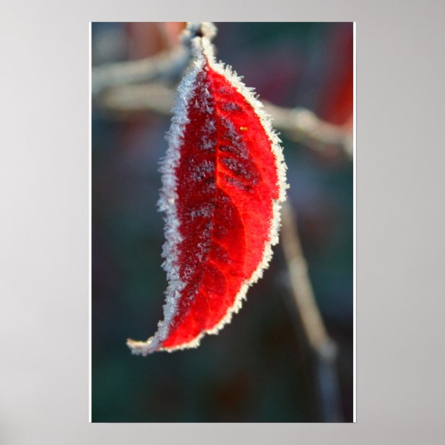 Poster Liquide cristallin Frost couvert Feuilles rouges (Devant)
