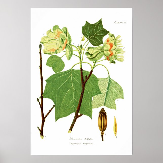 Poster Liriodendron tulipifera (Devant)