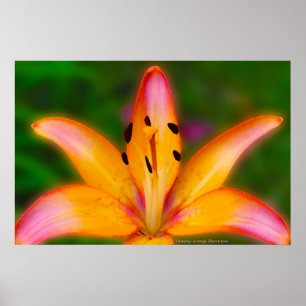 Poster Lis