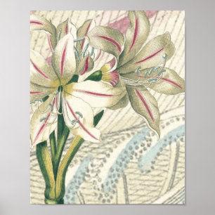 Poster Lis avec l'élargissement