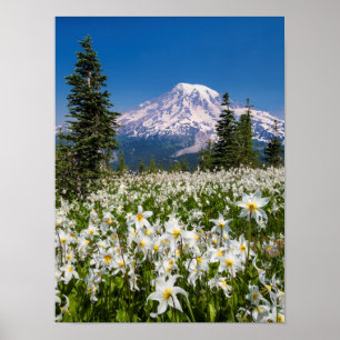 Poster Lis de l'avalanche et Mont Rainier 2