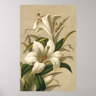 Poster Lis de Pâques vintages, fleurs victoriennes en