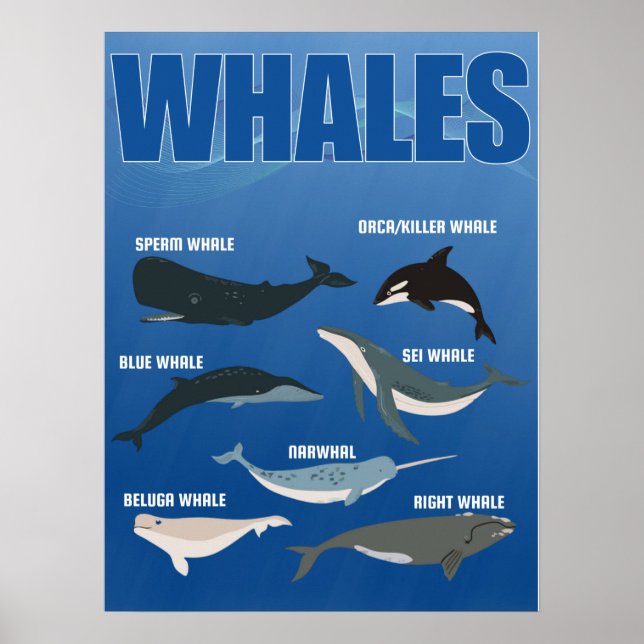 Poster Liste des grandes baleines, des grandes créatures  (Devant)