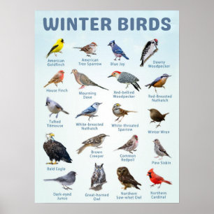 Poster liste des oiseaux d'hiver des États-Unis