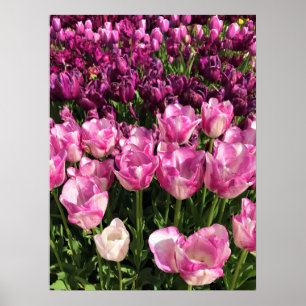 Poster Lit de jardin pourpre et rose Tulip, Oregon