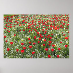 Poster Lit de tulipes