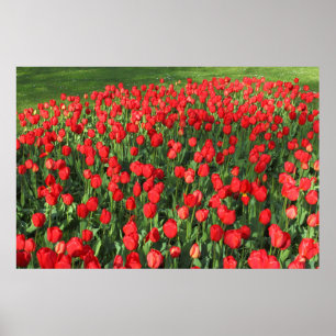 Poster Lit des Tulipes rouges 02