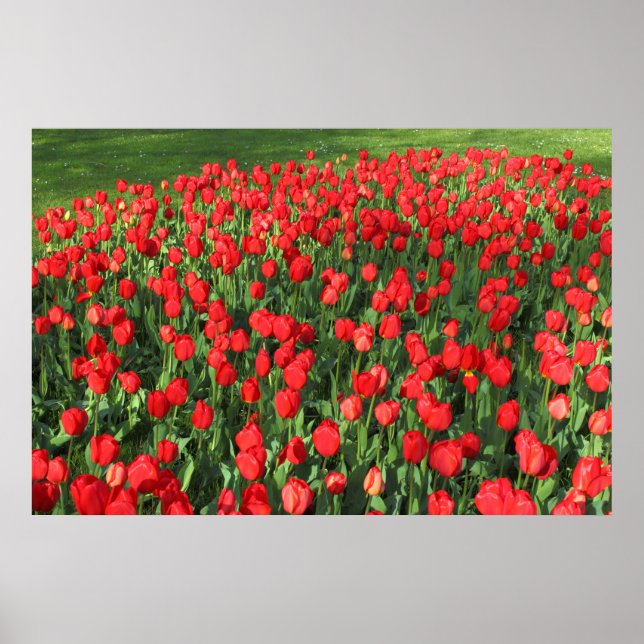 Poster Lit des Tulipes rouges 02 (Devant)