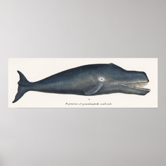 Poster Lithographie de baleine boréale (Devant)