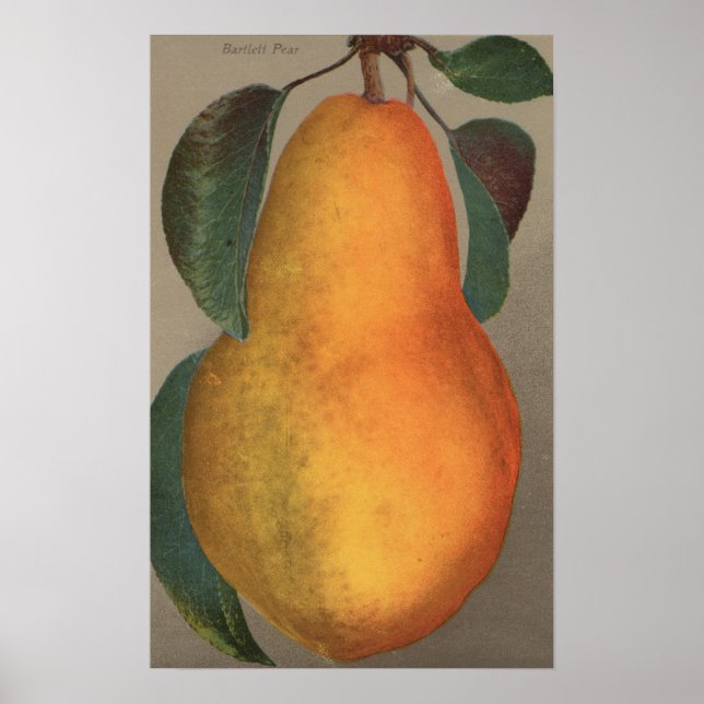 Poster Lithographie de chromo de fruits de Bartlett Pear (Devant)