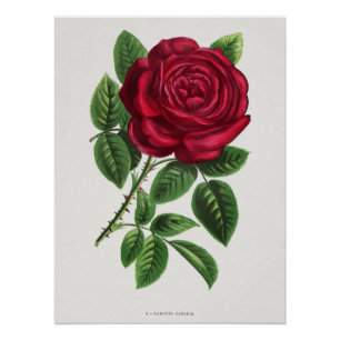 Poster Lithographie de rose ancienne, François-Frédéric G