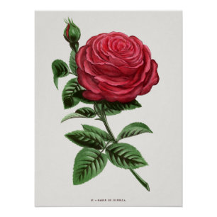 Poster Lithographie de rose antique, François-Frédéric Gr
