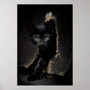 Poster Little Black Kitty