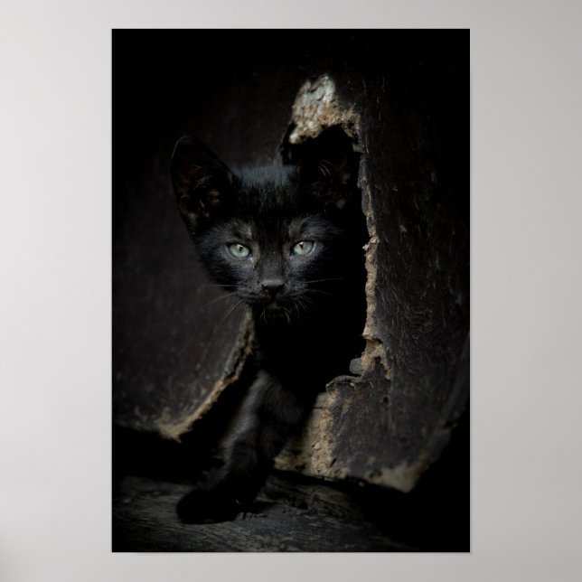 Poster Little Black Kitty (Devant)
