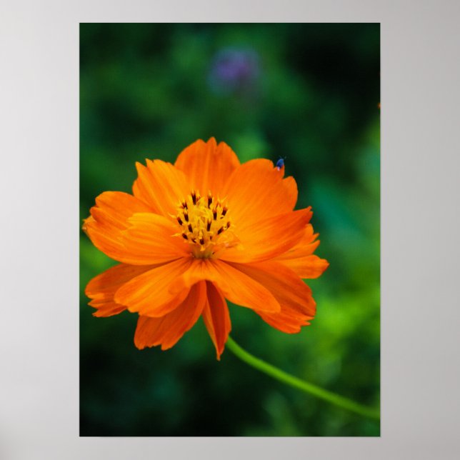 Poster Little Blue Bug (Devant)