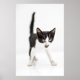 Poster Little Cat