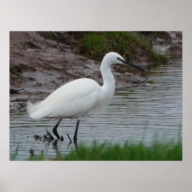 Poster Little Egret (Devant)