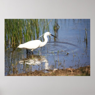 Poster Little Egret