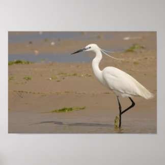 Poster Little Egret