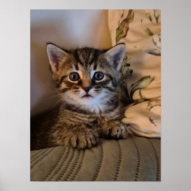 Poster Little kitty (Devant)