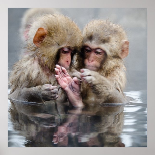 Poster Little Monkeys | Hot Springs, Japon (Devant)