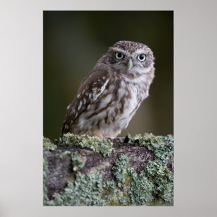 Poster Little Owl