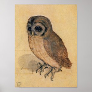 Poster Little Owl, 1508 par Albrecht Durer