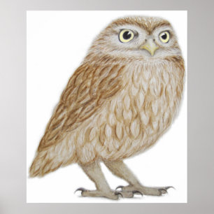 Poster Little Owl 2011