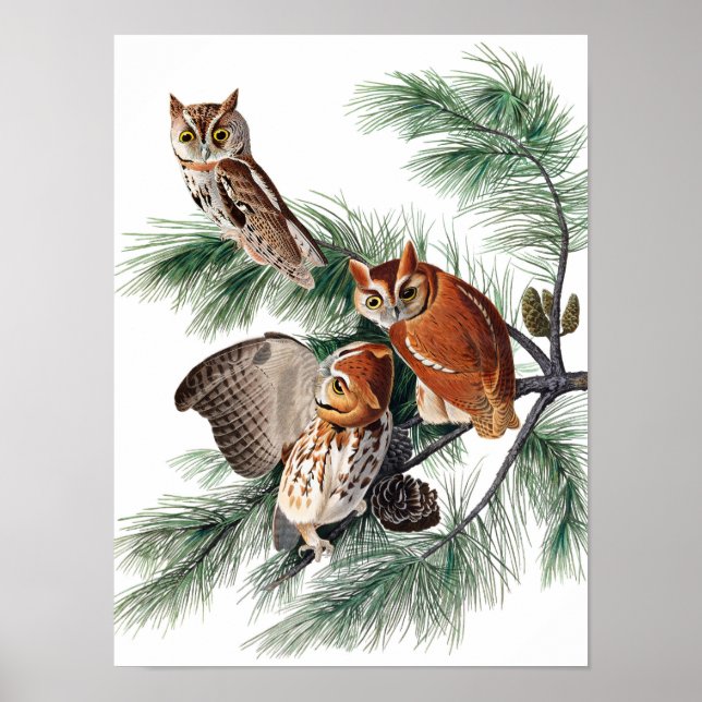 Poster Little Screech Owl par John James Audubon (Devant)