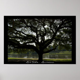 Poster Live Oaks - Louisiana