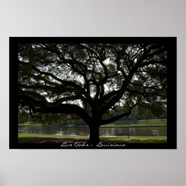 Poster Live Oaks - Louisiane (Devant)