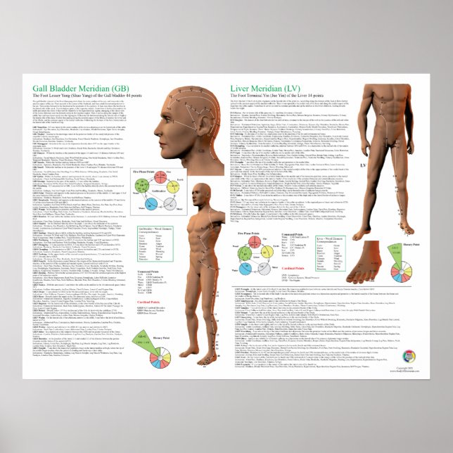 Poster Liver Meridian Acupuncture Points (Devant)