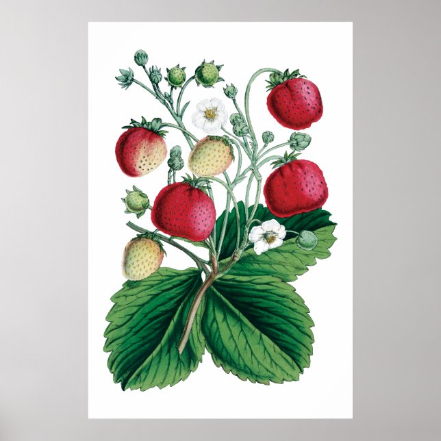 POSTER LIVRAISON (Devant)