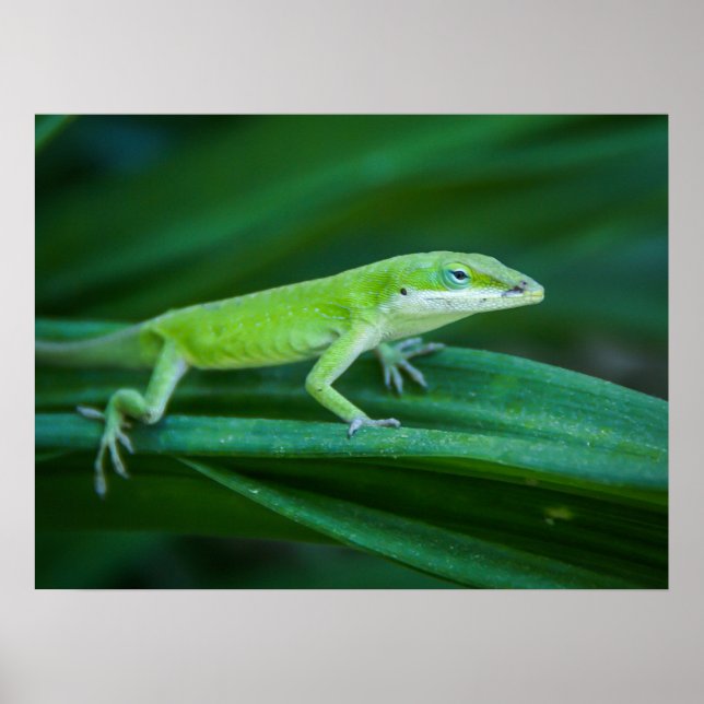 Poster Lizard d'Anole Verte (Devant)