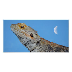 Poster Lizard gris et demi-lune