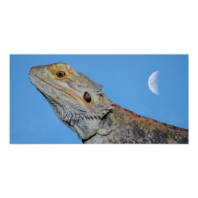 Poster Lizard gris et demi-lune (Devant)