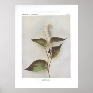 Poster Lizard's-Tail - Saururus cernuus