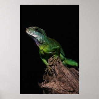 Poster Lizzard