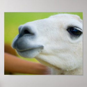 Poster Llama blanche