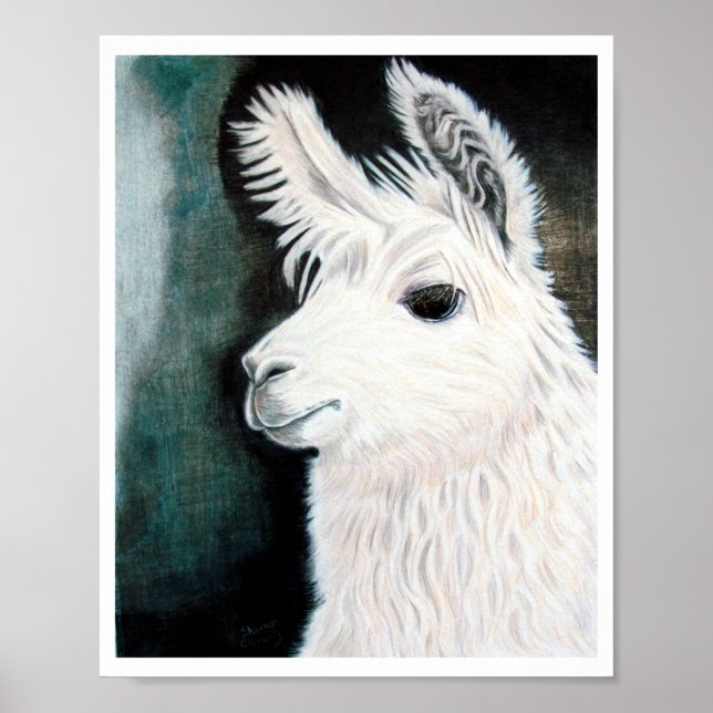 Poster Llama blanche (Devant)