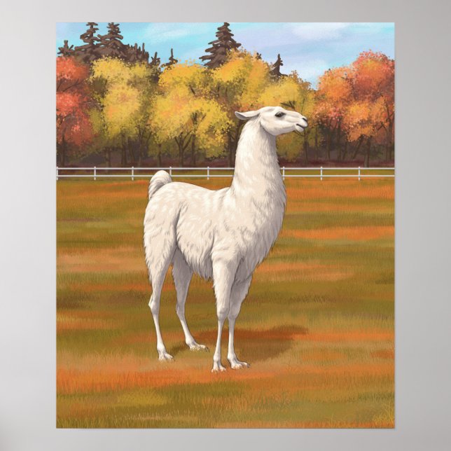 Poster Llama blanche dans les pâturages agricoles d'autom (Devant)